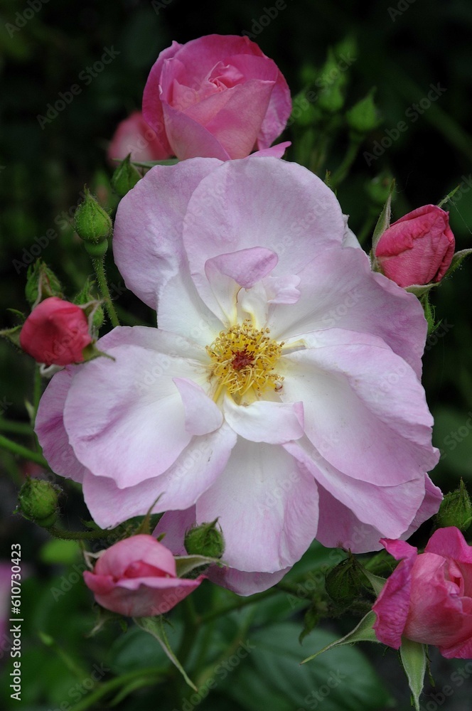 Rosenblüte im Münsterland Rosenblüte im Münsterland