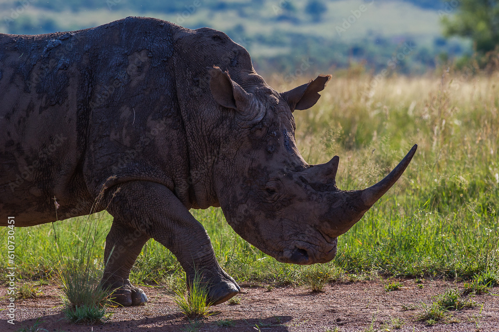 Fototapeta premium Black rhino in the bush
