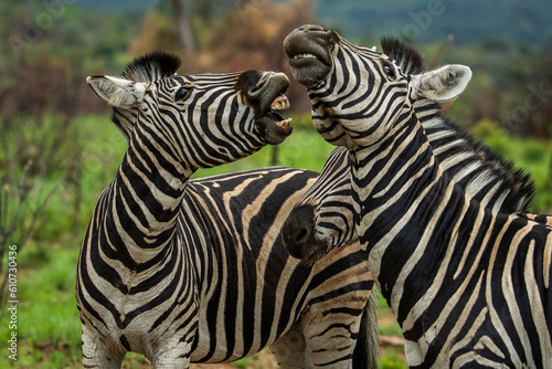 Plains zebras playing with each other