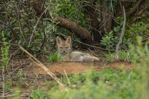 Black backed jackal pup sitting under a tree 