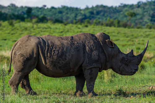 Black rhino in the bush