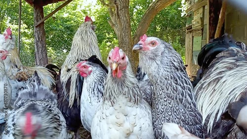 Video with domestic chickens. Stock video of a barn with a farm bird in full HD. Feathered pets.