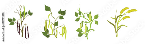 Grass Legume and Cereal Crops as Agricultural Plant Vector Set