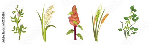 Grass Legume and Cereal Crops as Agricultural Plant Vector Set