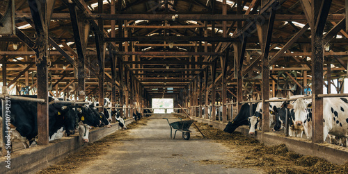 Many cows standing in the barn.