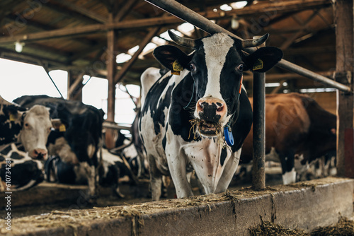 Schilderij op canvas Cows living in a barn in the animal farm.