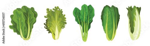 Fresh Green Salad Leaves for Cooking Vector Set