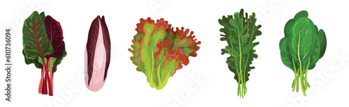 Fresh Green Salad Leaves for Cooking Vector Set