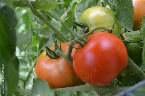 tomate jardin légume plante plant été serre jardinage vert rouge fruit 