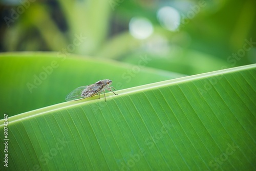 Close up of brown cicada insect on tropical green leaf. Brown cicada perched on natural green banana leaf in the tropics, cicada insect