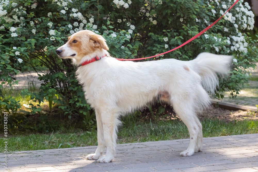 White fluffy dog walking in the park White fluffy dog walking in the park