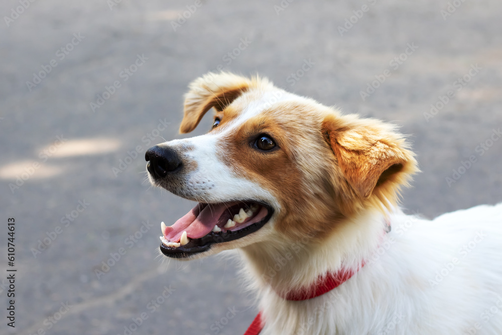 Red shaggy dog smiling in the park