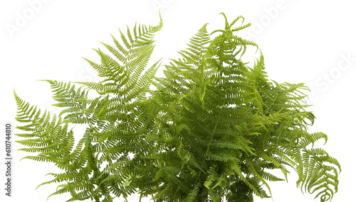 Wood ferns branches isolated on white background. Forest plants fern Dryopteris.