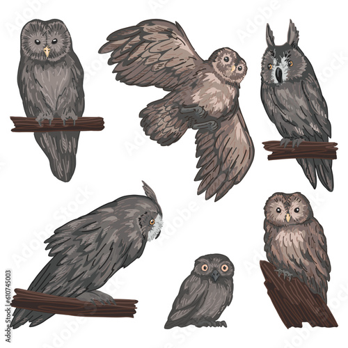Different owls clip arts in cartoon style. Realistic colored drawings of wild nocturnal birds. Vector illustration isolated on white background.