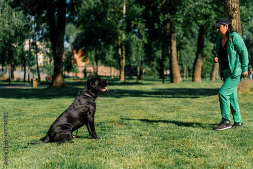 a woman trains a black dog of a large Cane Corso breed on a walk in the park the dog follows the owner's commands