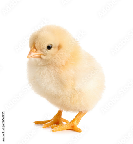 Cute little chick on white background