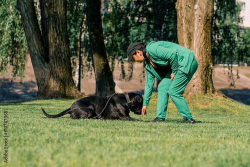 a woman trains a black dog of a large Cane Corso breed on a walk in the park the dog follows the owner's commands © Guys Who Shoot