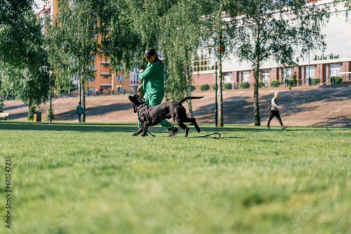 a large breed Cane Corso dog on a walk in a training park attacks a trainer and wants to bite a woman