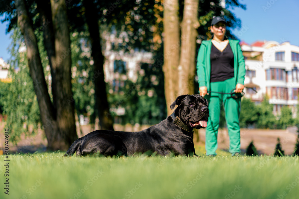 an obedient dog of a large breed of cane corso on a walk in a training park practices commands with a trainer