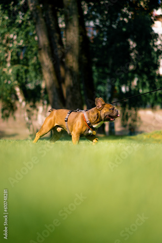 small cute french bulldog dog on a leash on a walk in the park playing and walking dog portrait