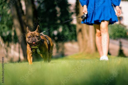 a girl on a walk with a French bulldog in the park plays with a cute little dog on a leash dog portrait