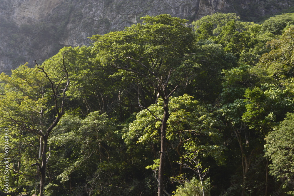 Obraz premium tree in the forest