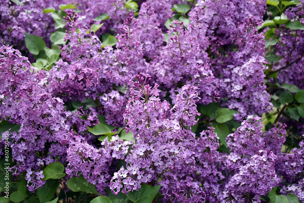 Purple flowers of the dwarf Korean lilac shrub blooming in spring.