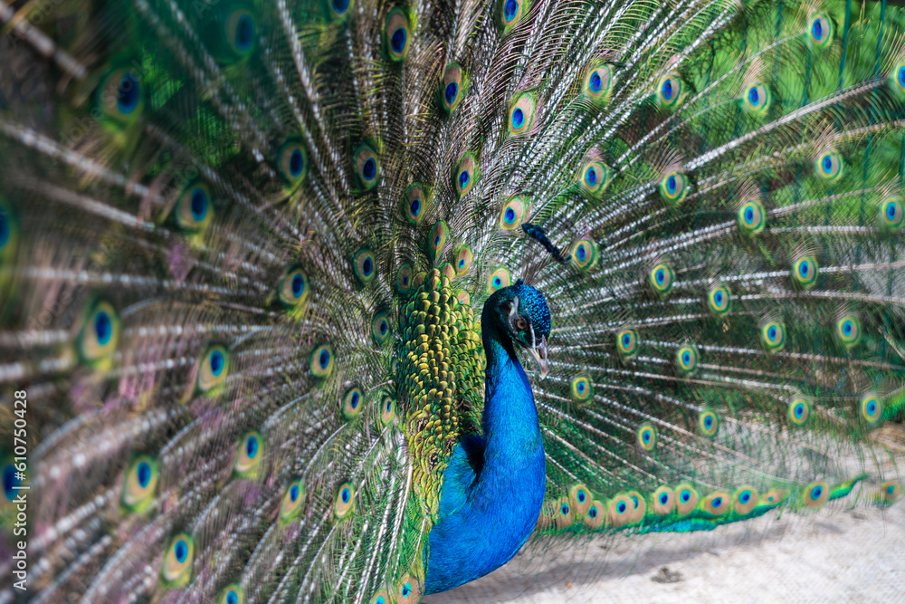 Obraz premium A peacock spreads a large and bright tail in a park in the Krasnodar Territory. Novorossiysk, Russia. 07.06.2023