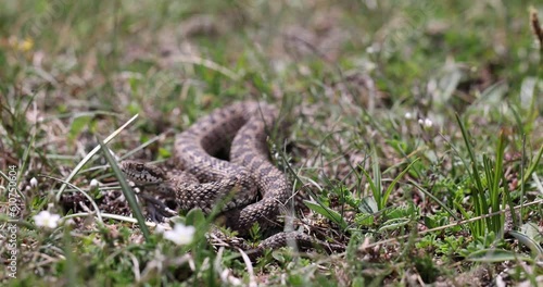 Vipera ursinii with the common name Meadow viper, Italy, Campo Imperatore. photo