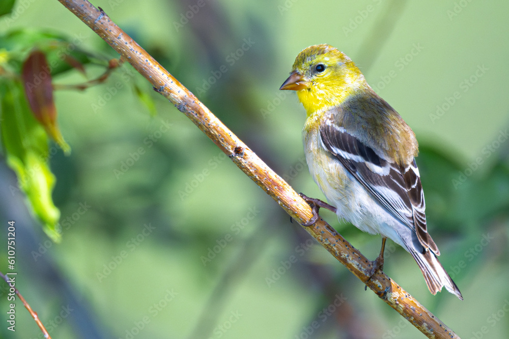 Obraz premium Perching American Goldfinch (Spinus tristis)