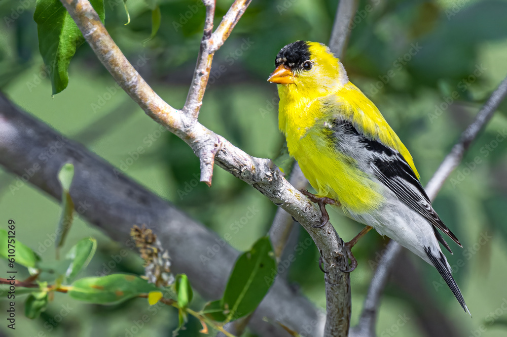 Male American Goldfinch (Spinus tristis) Male American Goldfinch (Spinus tristis)