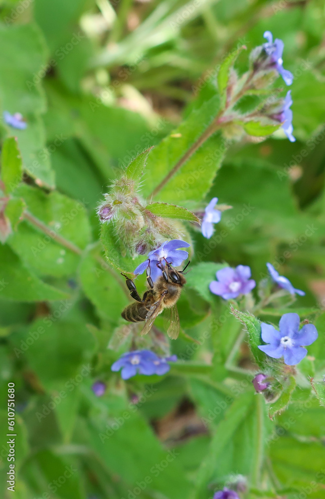 Abeja en una flor Abeja en una flor