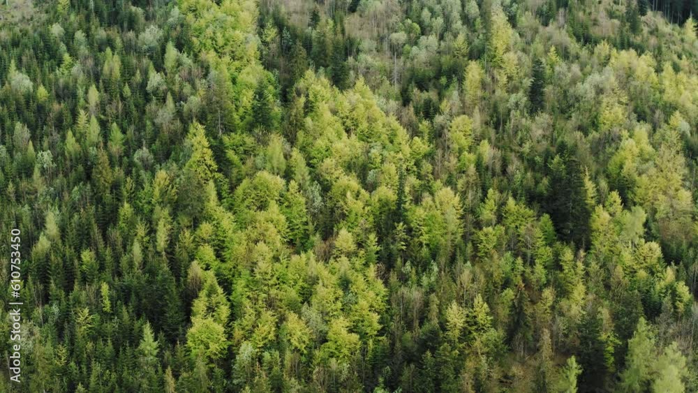 Top view aerial of hills covered with green coniferous and deciduous forest, summer season, mixed woodland. Drone shot pine trees spruce treetops. Flight over woods in evening, natural background Top view aerial of hills covered with green coniferous and deciduous forest, summer season, mixed woodland. Drone shot pine trees spruce treetops. Flight over woods in evening, natural background