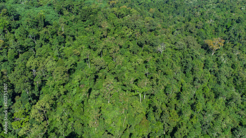 Aerial photo of tropical forest in Aceh Province, Indonesia. © Azmil