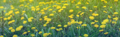 Natural blurred floral background. Field of yellow dandelions.Meadow with dandelions on a sunny day. Flowers in spring.