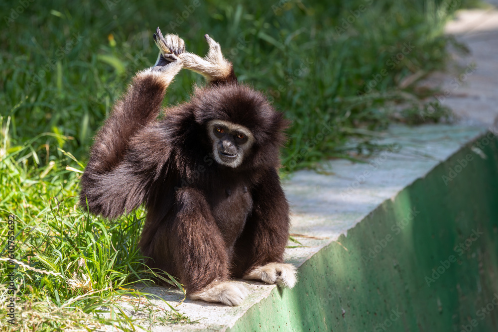 Obraz premium White handed gibbon in Ramat Gan Safari, Israel.