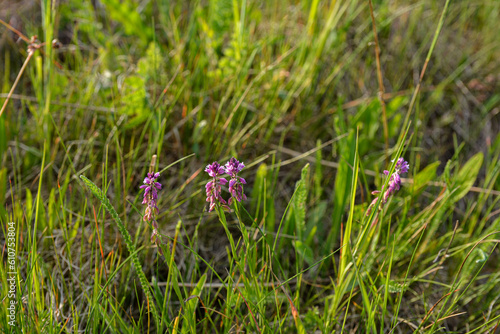 Polygala vulgaris subsp. oxyptera, Polygalaceae. Wild plant shot in summer. photo