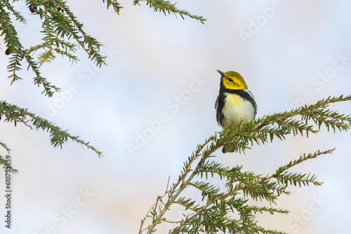 Black-throated Green Warbler photo