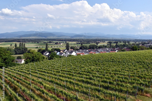 Neubaugebiet in Freiburg-Opfingen hinter Weinbergen