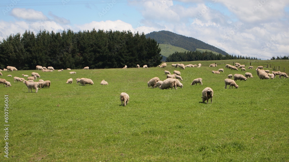 Herd of sheep in New Zealand