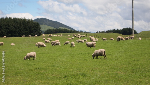Flock of sheep on a meadow