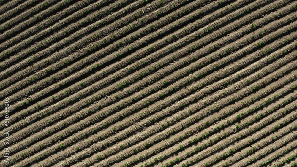 Top down view aerial farmland agricultural field plantation in spring, drone shot. Agriculture industry, growing vegetables potatoes rows. Plants in lines texture, farm landscape from above Top down view aerial farmland agricultural field plantation in spring, drone shot. Agriculture industry, growing vegetables potatoes rows. Plants in lines texture, farm landscape from above