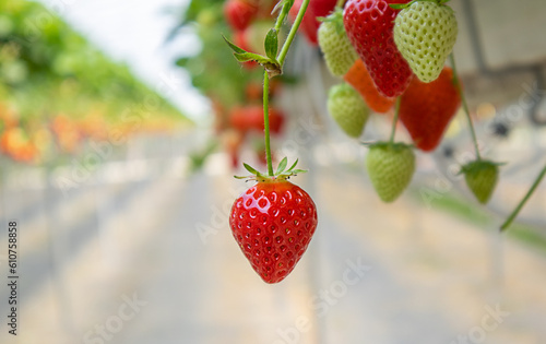 Strawberries hanging from a high bed  close-up. Concept farm  agronomist  health  desert  season  harvest  vitamins  berry  business  plants  fertilizers  growing  planting  greenhouse food organic.