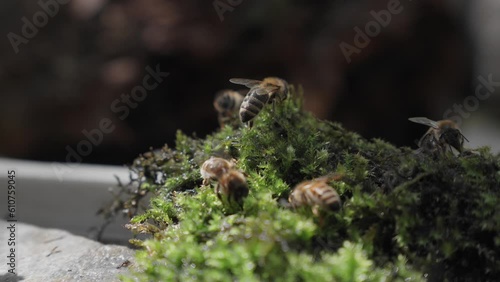 Bees on a moss 