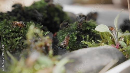 Moss on stone with bees drinking water
