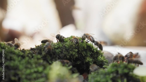 Close up of bees on the moss and stones