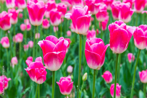 Bright blooming spring tulips in Vorontsovsky park  Moscow  Russia