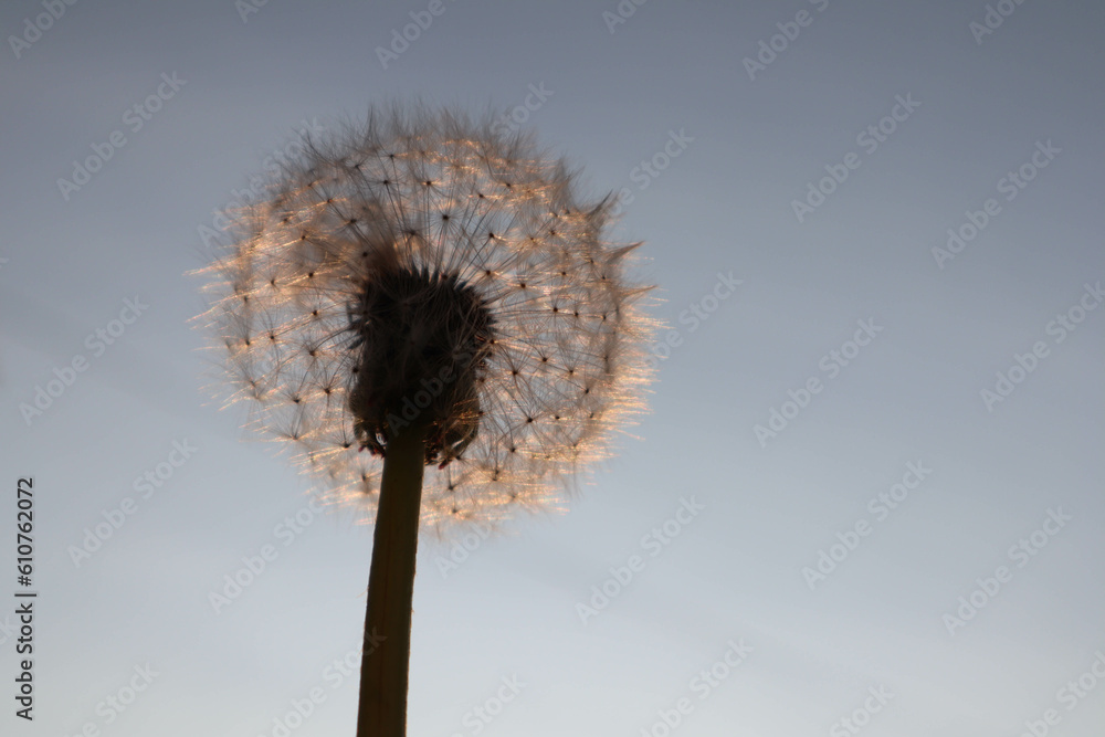 Fototapeta premium white dandelion flower in the sun beautiful wallpaper