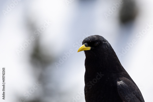 Closeup of a blackbird perched on a wooden fence