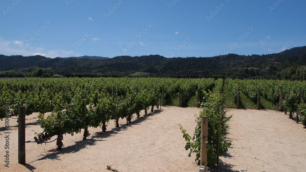 Fototapeta premium A beautiful vineyard in Sonoma